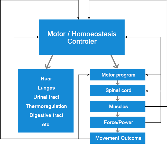 motor-homoeostasis-controler