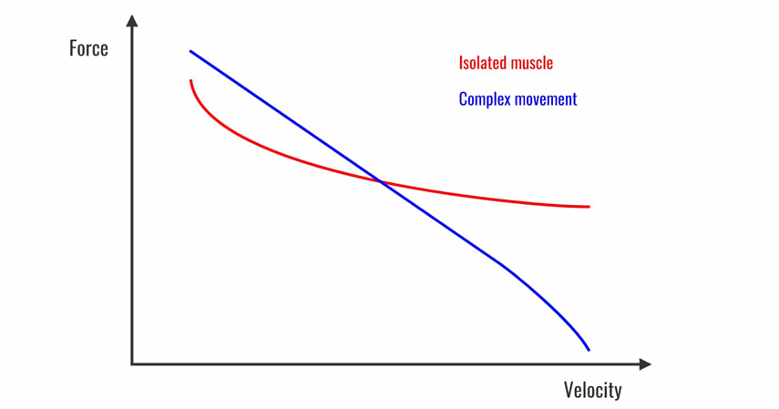 Force-Velocity Curves - the Good, the Bad, the Ugly ...
